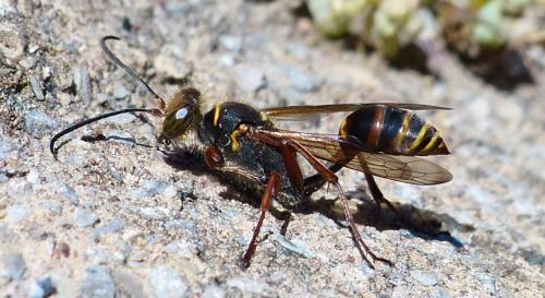 Réf. 212 574 : Sceliphron curvatum